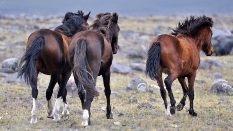 Wild horses galloping in Cotopaxi, Ecuador