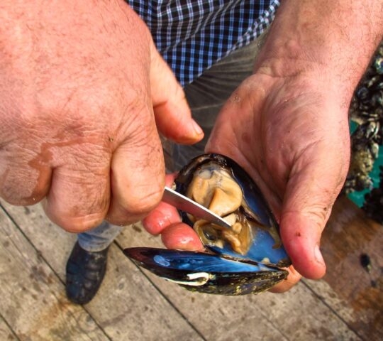 event__mussel-harvesting