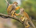 Ecuador Amazon Squirrel Monkey