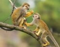 Ecuador Amazon Squirrel Monkey
