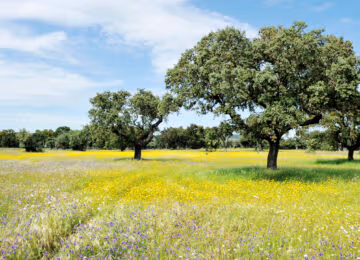Alentejo thumbnail