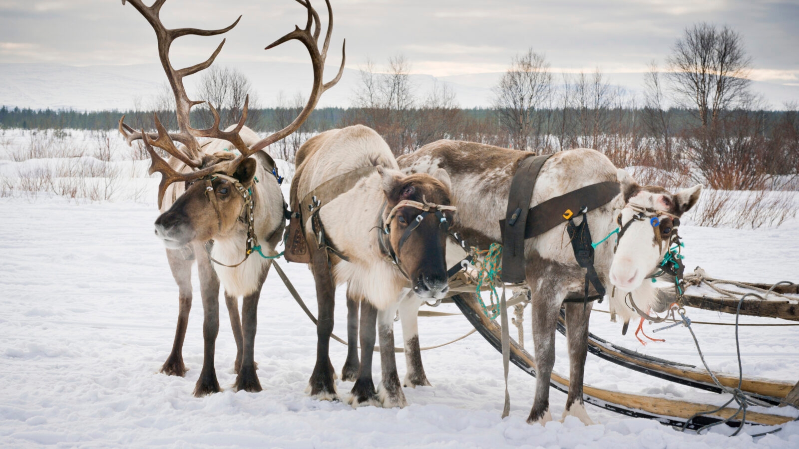reindeer-sleigh-lapland