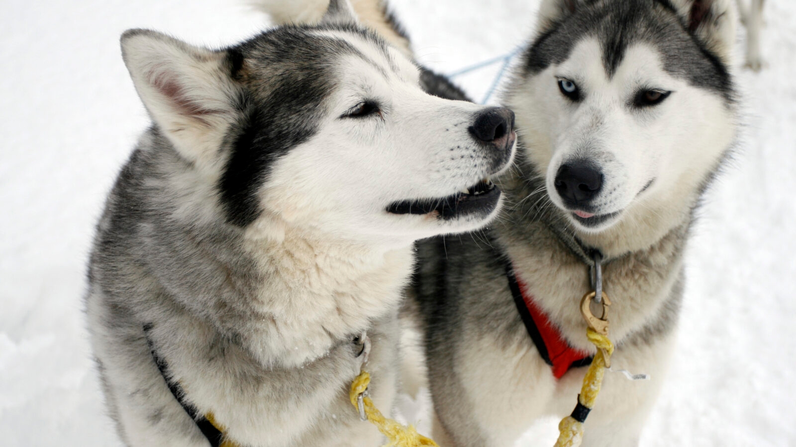 husky-dogs-lapland