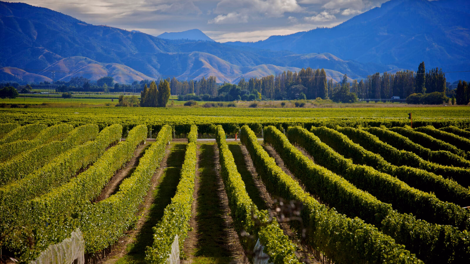 Marlborough Wine Region, New Zealand