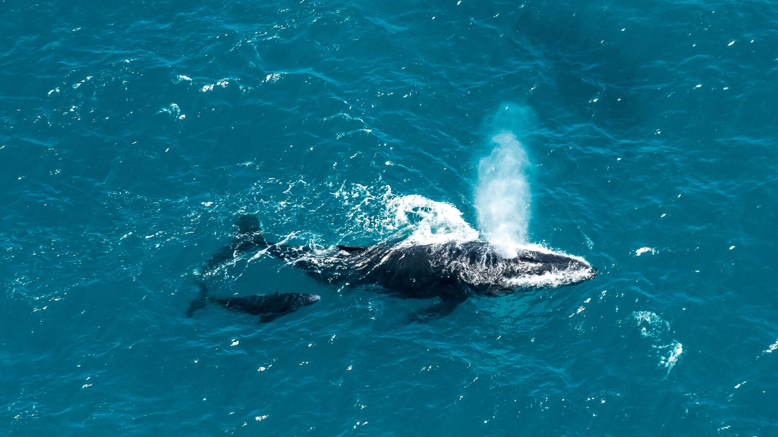Humpback whale mother and calf, St. Mary's Island, Madagascar