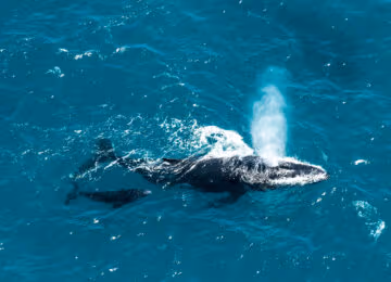Kaikoura thumbnail