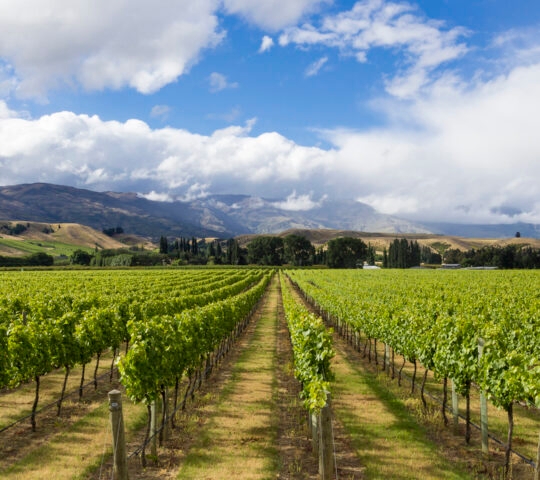 vineyard-cromwell-new-zealand