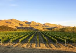 Luxury New Zealand Food and Wine Journey