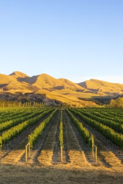 Luxury New Zealand Food and Wine Journey