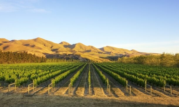 Luxury New Zealand Food and Wine Journey