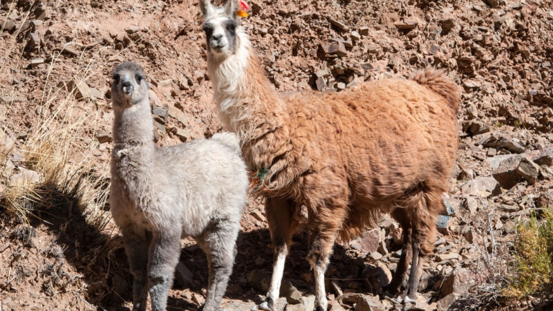 Lamas and Cacti. Paso de Jama, Andes