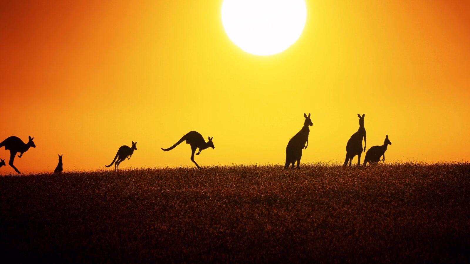 jumping-kangaroo-sunset