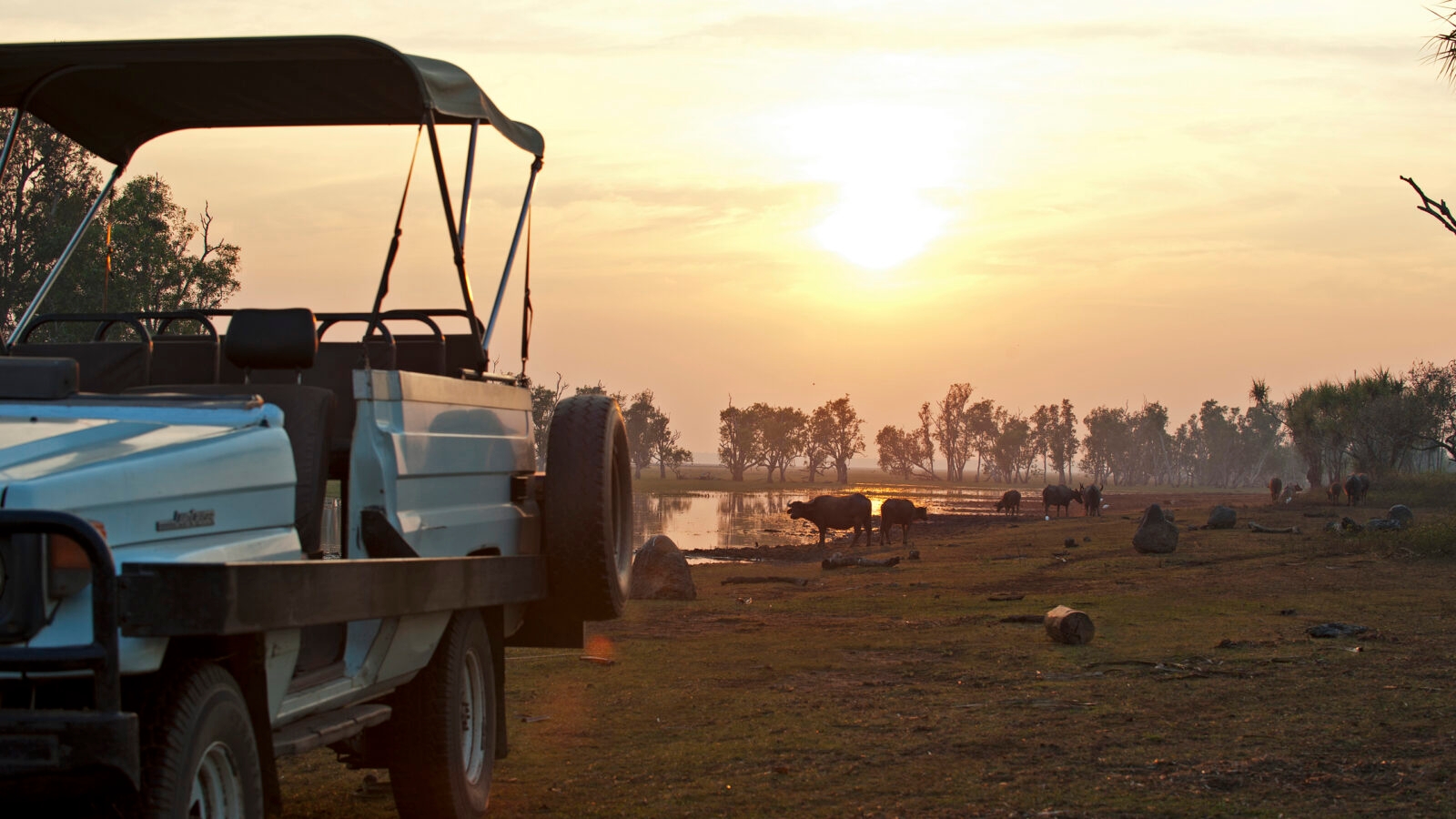 bamurru-plains-buffalo-sunset