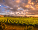 Morning in the Barossa Vineyards