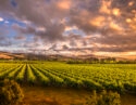 Morning in the Barossa Vineyards