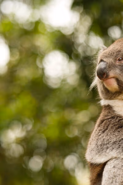 Wild Australia