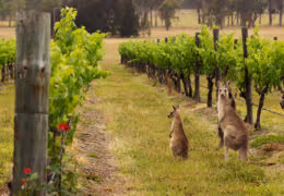 A Taste of Australia