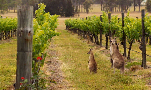 A Taste of Australia