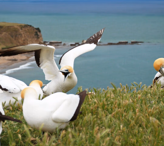 cape-kidnapper-gannet