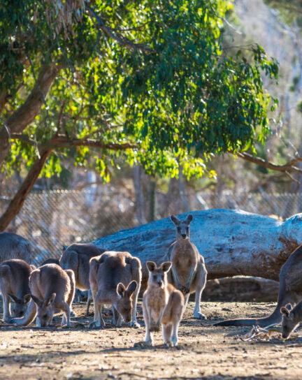 Where to See Australia’s Wildlife