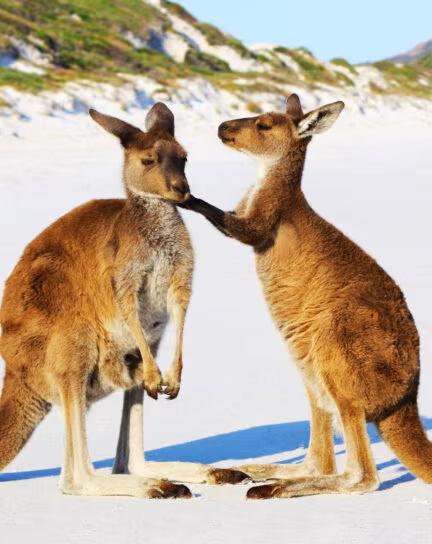 Hidden Gems: Best Secret Beaches in Australia