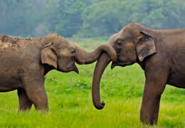 A Luxury Sri Lankan Honeymoon