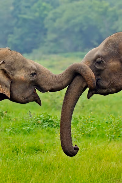 A Luxury Sri Lankan Honeymoon