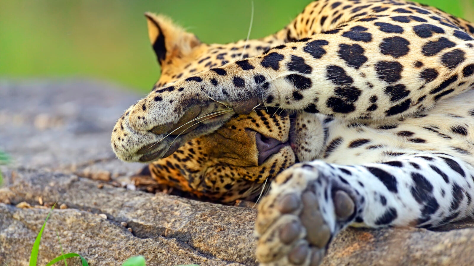 Close up of a leopard sleeping on a sun-warmed rock during luxury Sri Lanka trips.