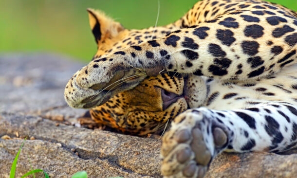 Close up of a leopard sleeping on a sun-warmed rock during luxury Sri Lanka trips.