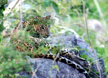 Yala National Park thumbnail