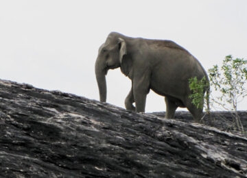 Gal Oya National Park thumbnail