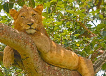 Queen Elizabeth National Park thumbnail