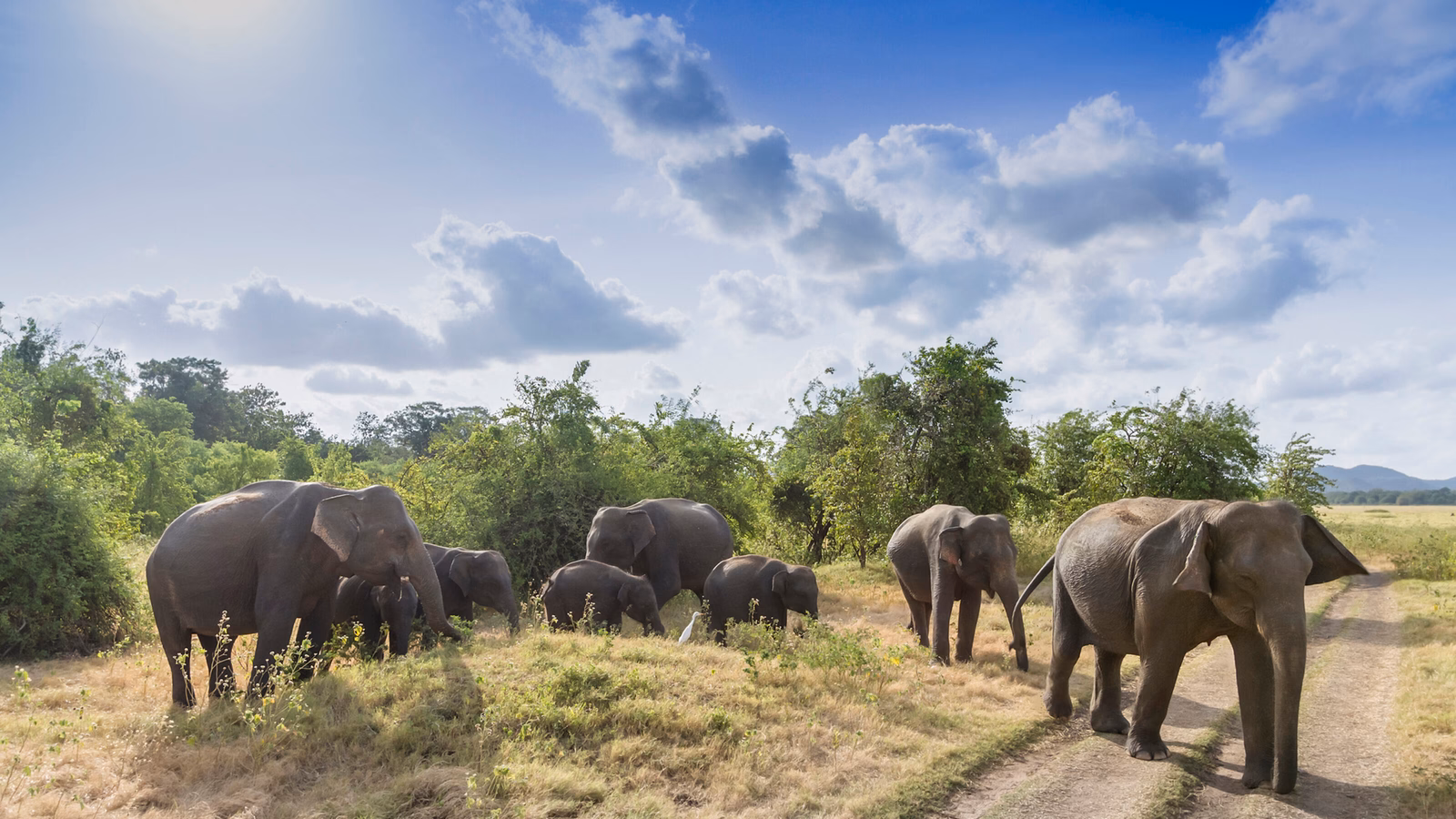 A herd of elephants grazing in Minneriya National Park, Sri Lanka.