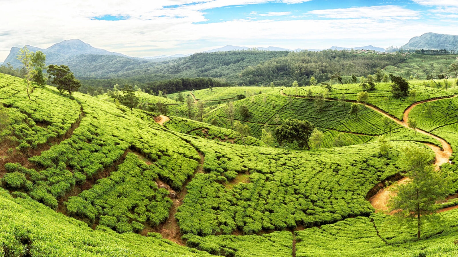 Vast green tea plantations covering rolling hills, a highlight of luxury Sri Lanka tours.