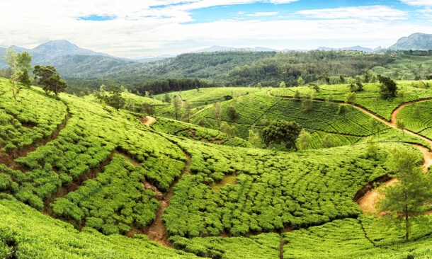 Classic Sri Lanka Circuit