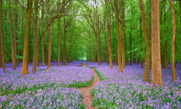 A dirt trail leads through a woodland area filled with a carpet of purple flowers and tall green trees.