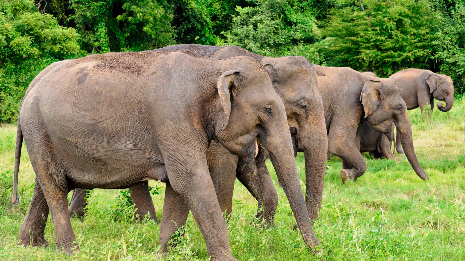 A group of wild elephants walking through tall green grass during luxury Sri Lanka holidays.