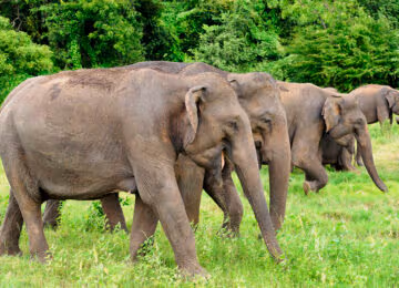 Sri Lanka thumbnail