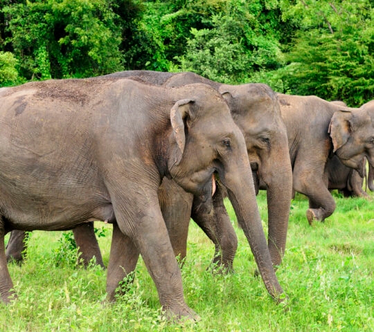 A group of wild elephants walking through tall green grass during luxury Sri Lanka holidays.