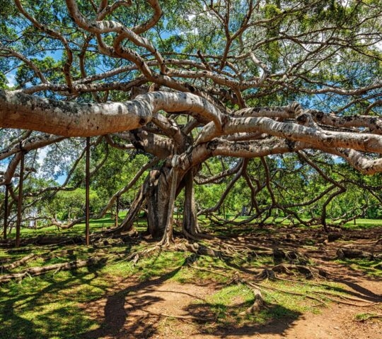 A ficus benjamina tree in the Peradeniya Botanical Gardens in Kandy, Sri Lanka.