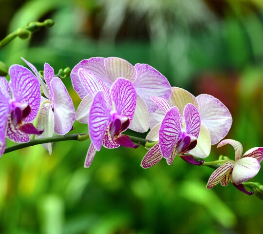A close-up of an orchid.