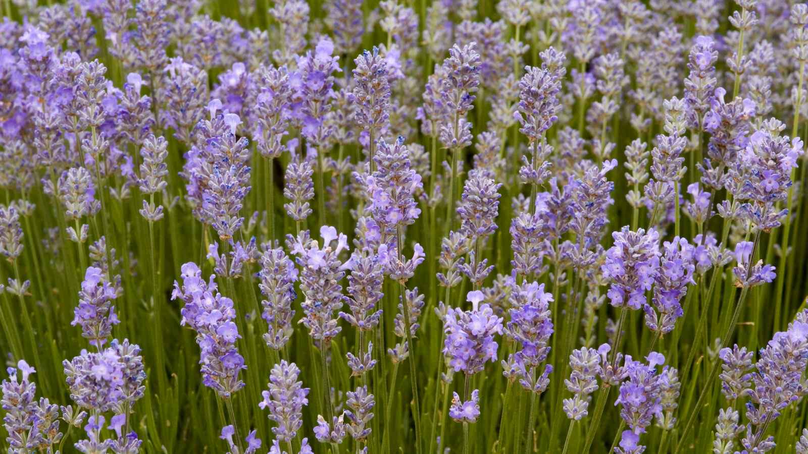 lavender-england