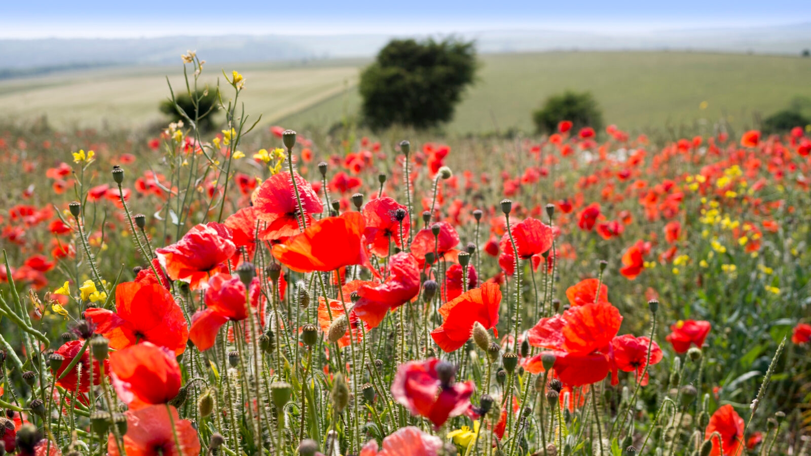 A dense field of bright red poppies and yellow wildflowers in a rural landscape.