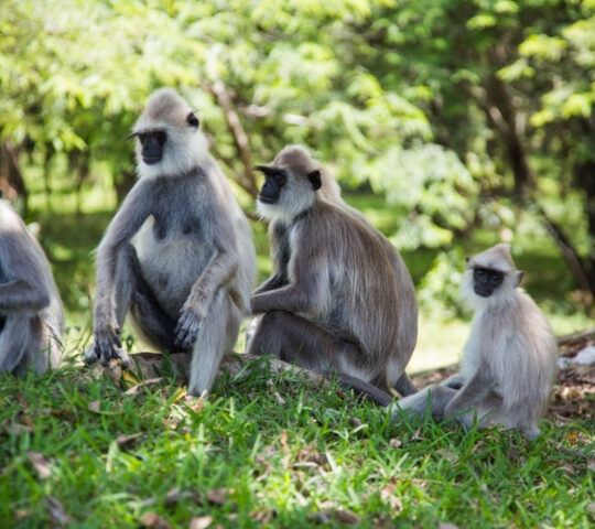 A family of grey langurs surrounded by green vegetation.