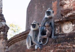 Wild Family Adventure in Sri Lanka