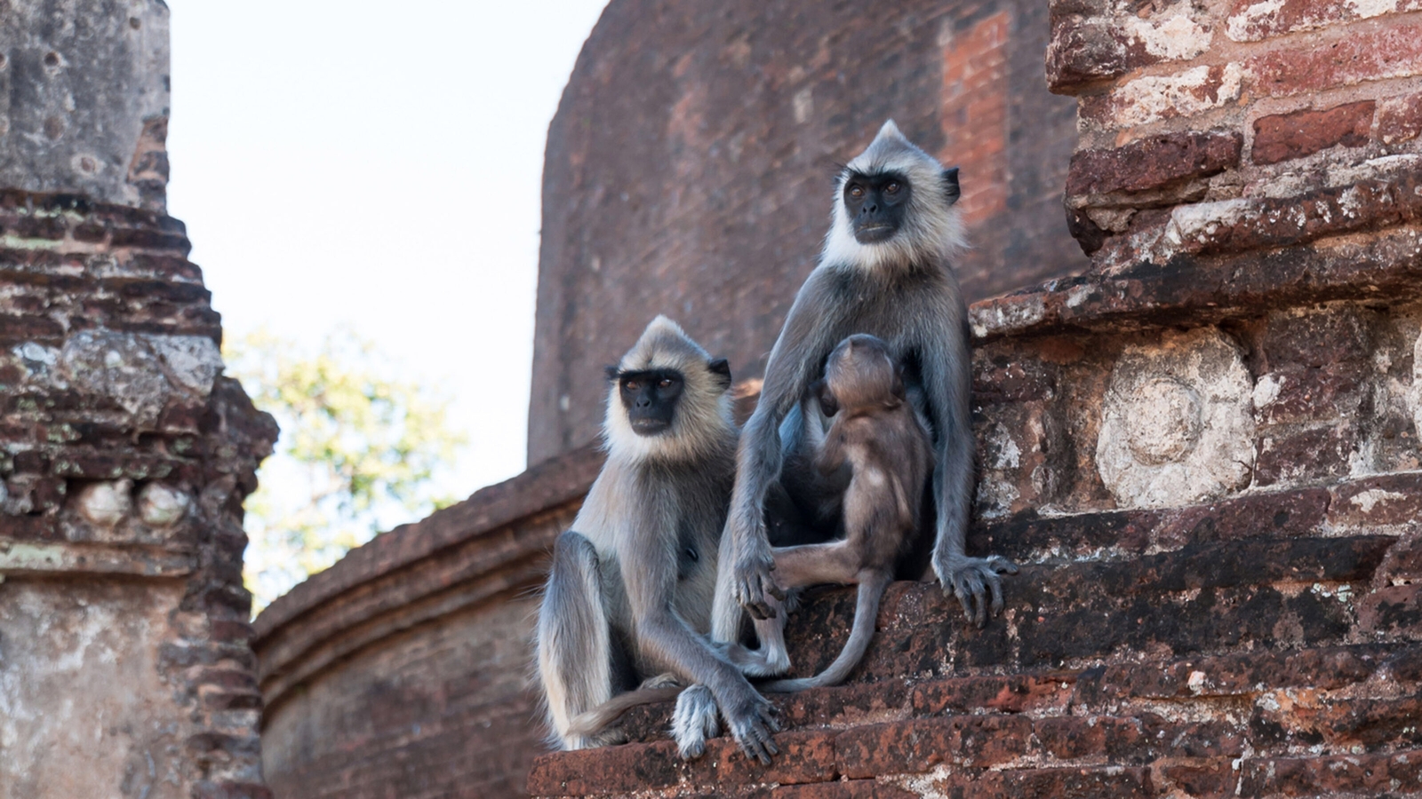 A pair of monkeys on a ruined temple in the ancient city of Polonnaruwa in Sri Lanka.