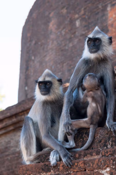 Wild Family Adventure in Sri Lanka
