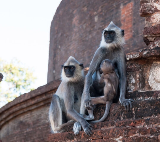 A pair of monkeys on a ruined temple in the ancient city of Polonnaruwa in Sri Lanka.
