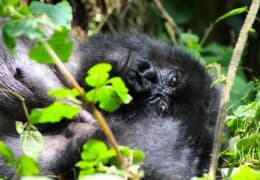 Luxury Game and Gorillas