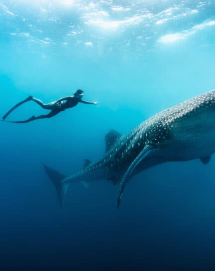 Where Is the Best Place to Swim with Whale Sharks?